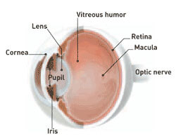 Anatomy of an eye